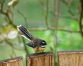 The New Zealand fantail is a small insectivorous bird